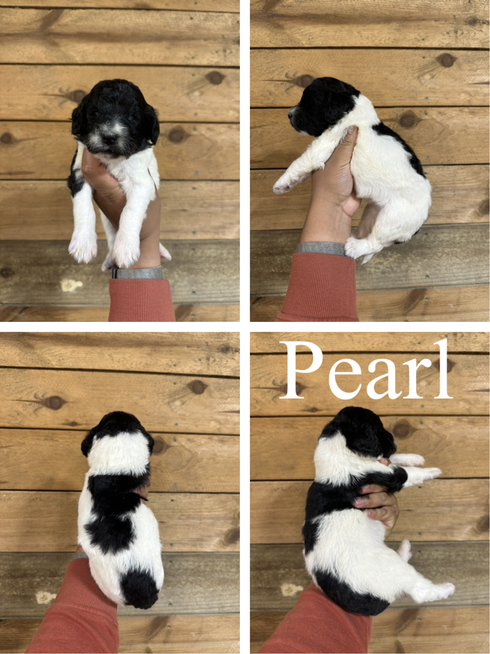 Pearl 1